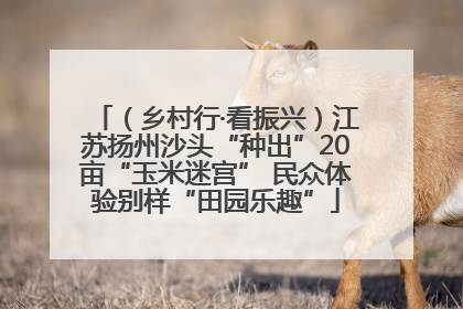 （乡村行·看振兴）江苏扬州沙头“种出”20亩“玉米迷宫” 民众体验别样“田园乐趣”